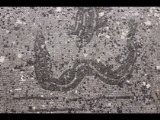 02854 ostia - regio v - insula v - caseggiato dell'invidioso (v,v,1) - mosaik - fisch - schlange.jpg